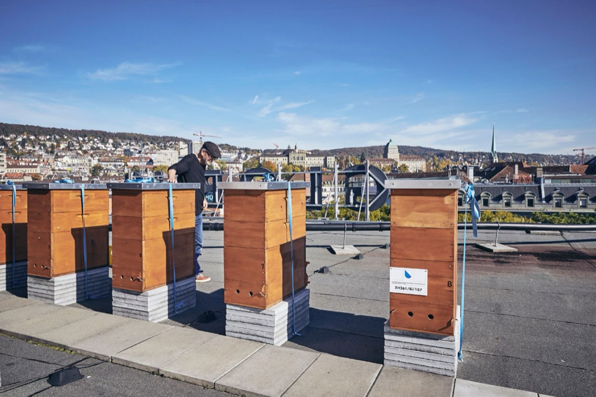 Bienenkästen auf dem Dach des Globus an der Bahnhofstrasse