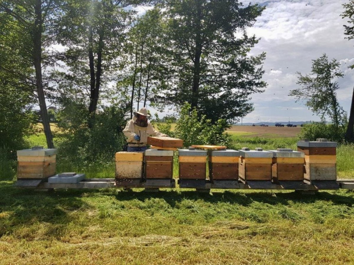 Bienenkästen in einer Wiese über dem Zürichsee