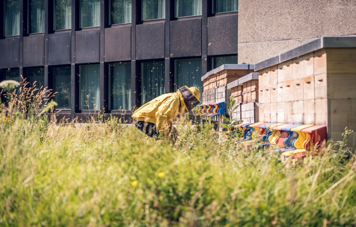 Bienenkästen im Dachgarten des Zürich Marriott Hotel